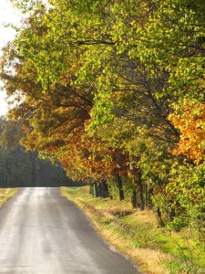 Fall Road Olivia Newport