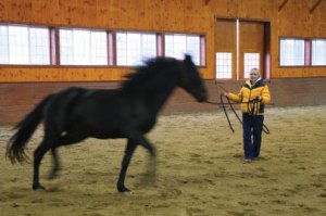 Horse Training Round and Round