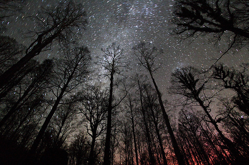 forest-night-sky-space-stars-trees-Favim.com-53155_large