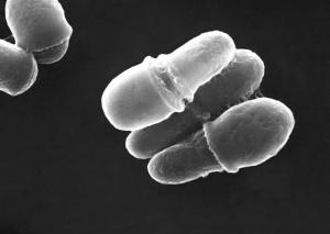 Malassezia_lipophilis_3_lores