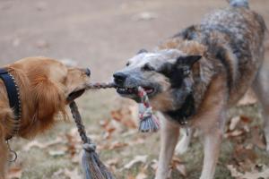 tug of war