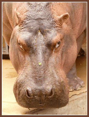 The Writing Life Developing a Thicker Skin via @JanalynVoigt | Wordserve Water Cooler