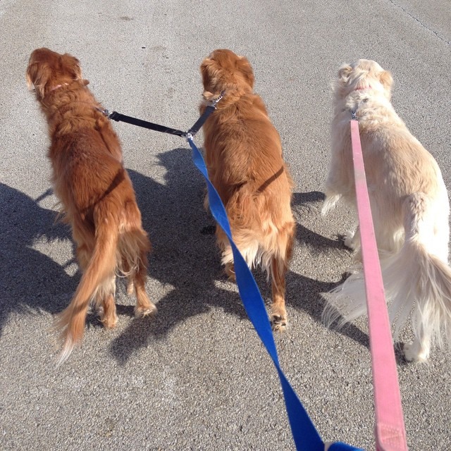 11021249_10205885141785471_6207685168227967330_n