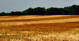 harvested field