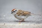 Chipping_Sparrow