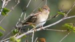 Field_Sparrow
