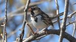 Harris's Sparrow