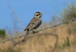 lark sparrow