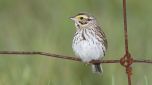 savannah sparrow