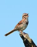 song sparrow singing