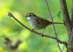 White-Throated_Sparrow
